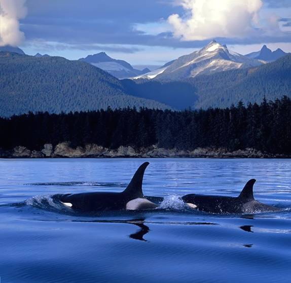 Marine Mammal Conservation: A Baleen-cing Act 