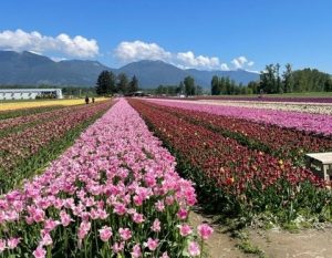 Tulip fields and mountains in the background