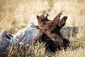 Bear scratching on a log