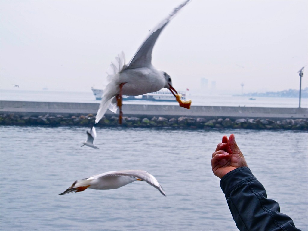 Ferry feeding