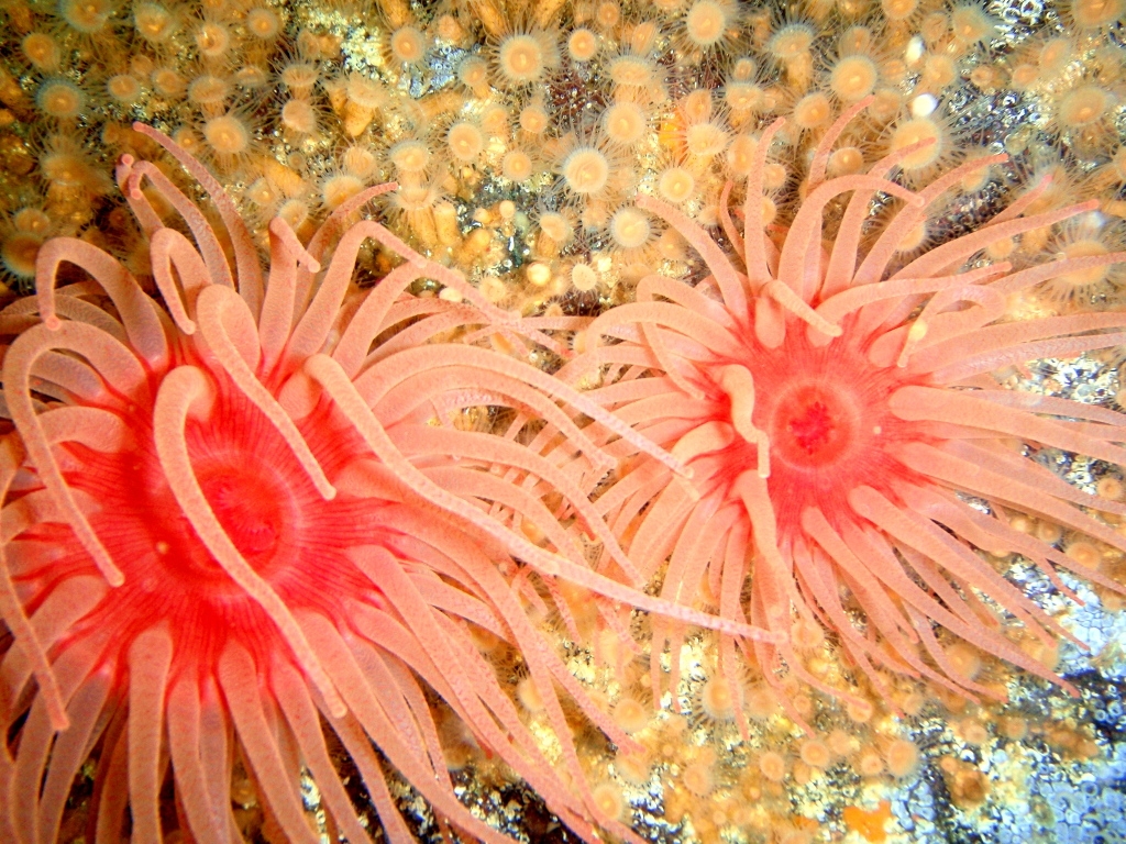 anenomes and orange zooanthids small