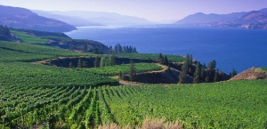 Mission Hill Winery in the Okanagan