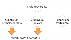 phylum chordata characteristics