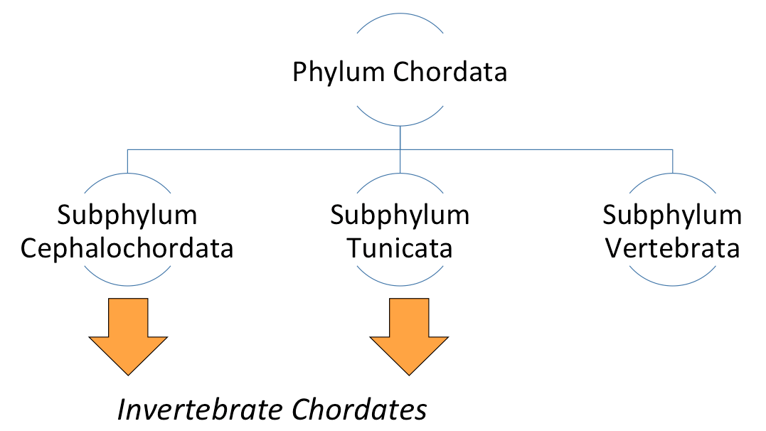 Phylum Chordata The Biology Classroom 