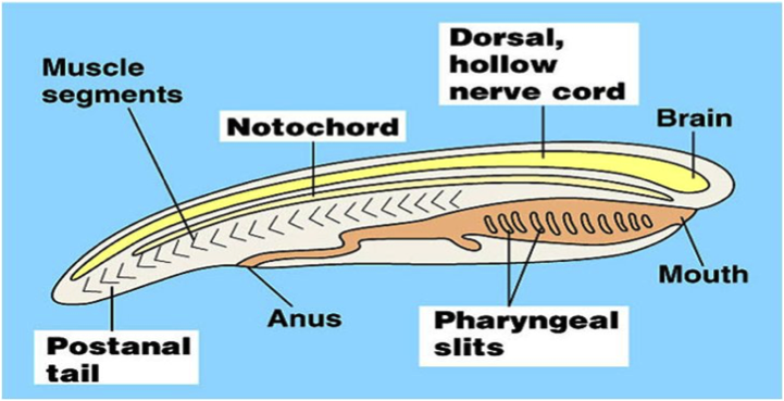 Phylum Chordata – The Biology Classroom