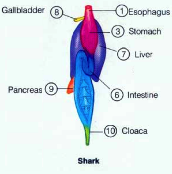 Class Chondrichthyes The Biology Classroom