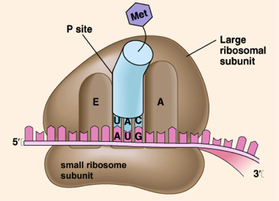 Large subunit small subunit рисунок. EPA сайт рибосомы. Large subunit Ribosomal. Translate ribozom.