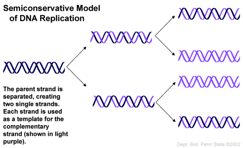 Semiconservative Replication Involves A Template What Is The Template