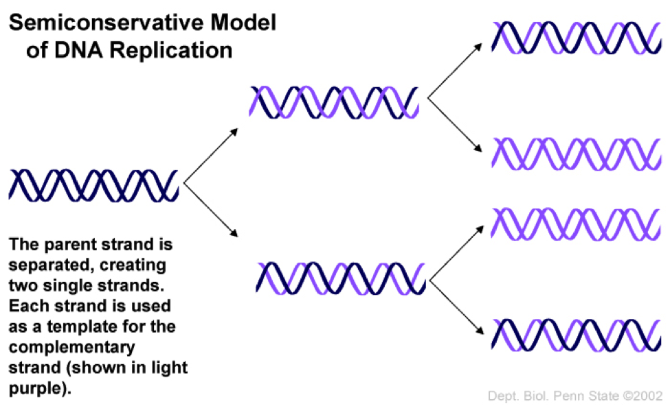 dna replication transcription translation