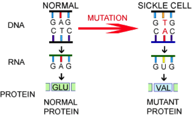 unit-2-2-dna-mutation-and-evolution-the-biology-classroom