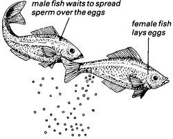 class osteichthyes characteristics