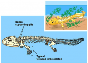 Class Amphibia – The Biology Classroom