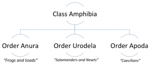 class amphibia diagram