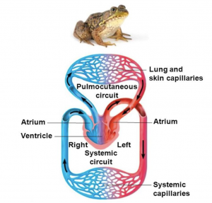 amphibian circulatory system