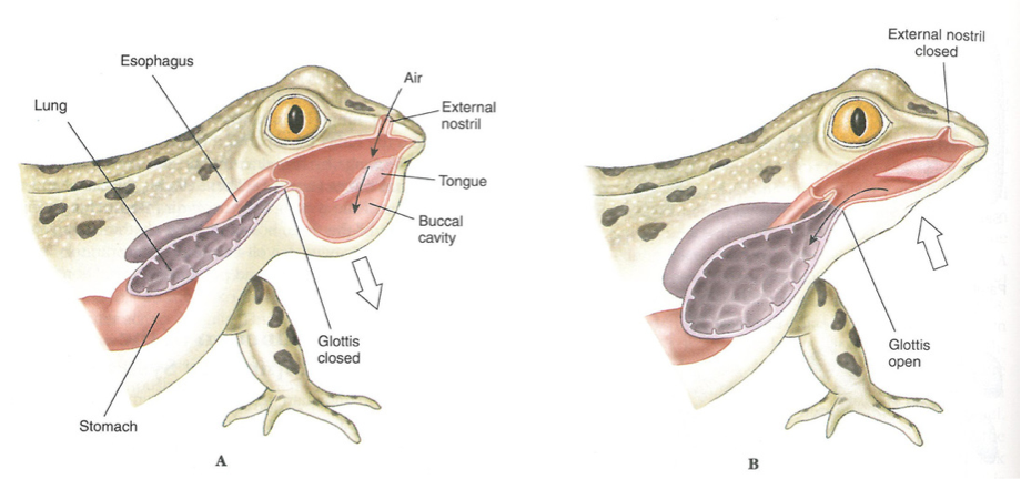 Class Amphibia – The Biology Classroom