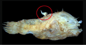 angler fish reproduction