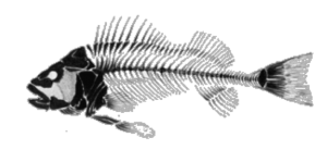 class osteichthyes characteristics