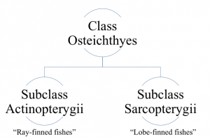 class osteichthyes characteristics