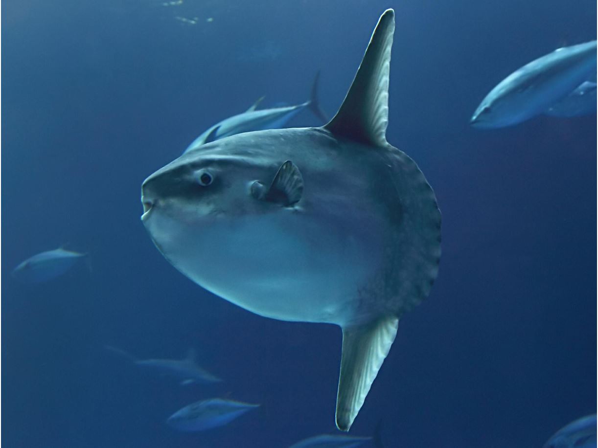 Рыба луна. Острохвостая рыба Луна. Sunfish рыба. Рыба Луна в Красном море. Sunfish рыба Луна.