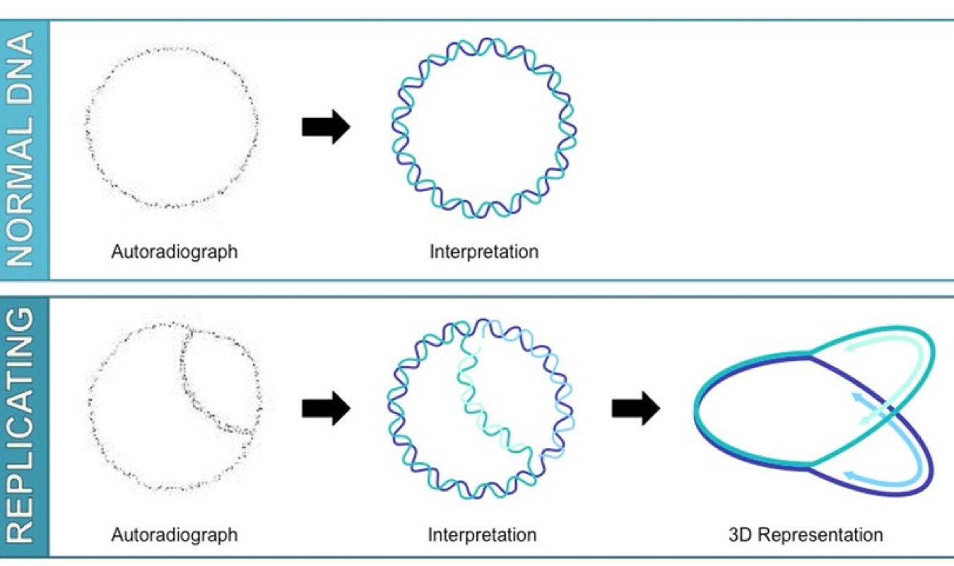 3.2 Chromosomes The Biology Classroom