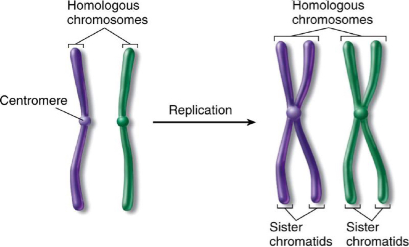 Homologous chromosomes are chromosomes within each cell that carry the same...