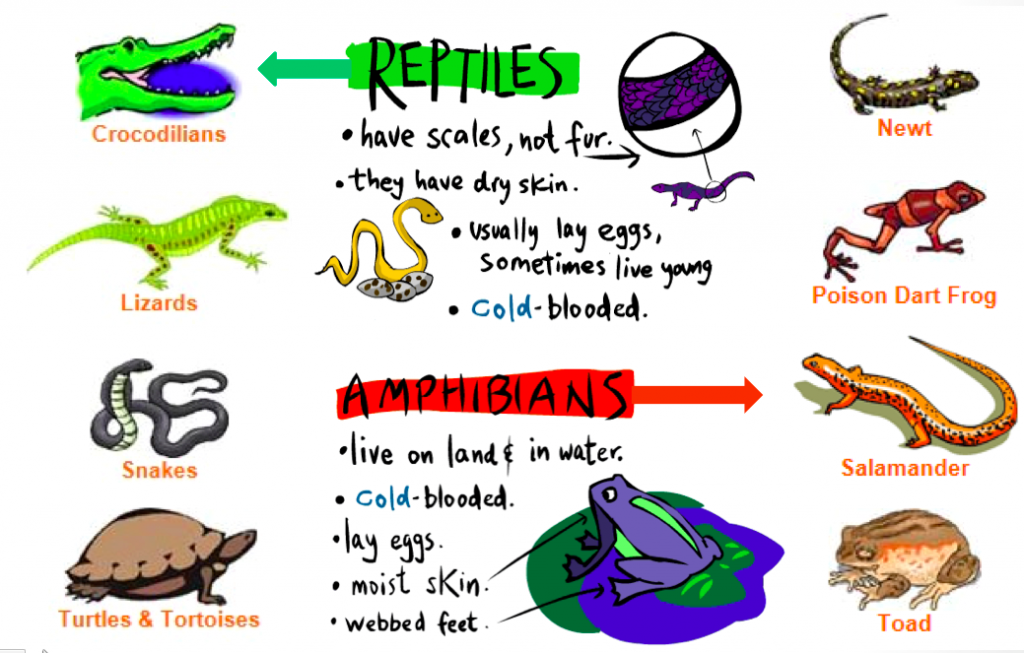 Class Reptilia – The Biology Classroom