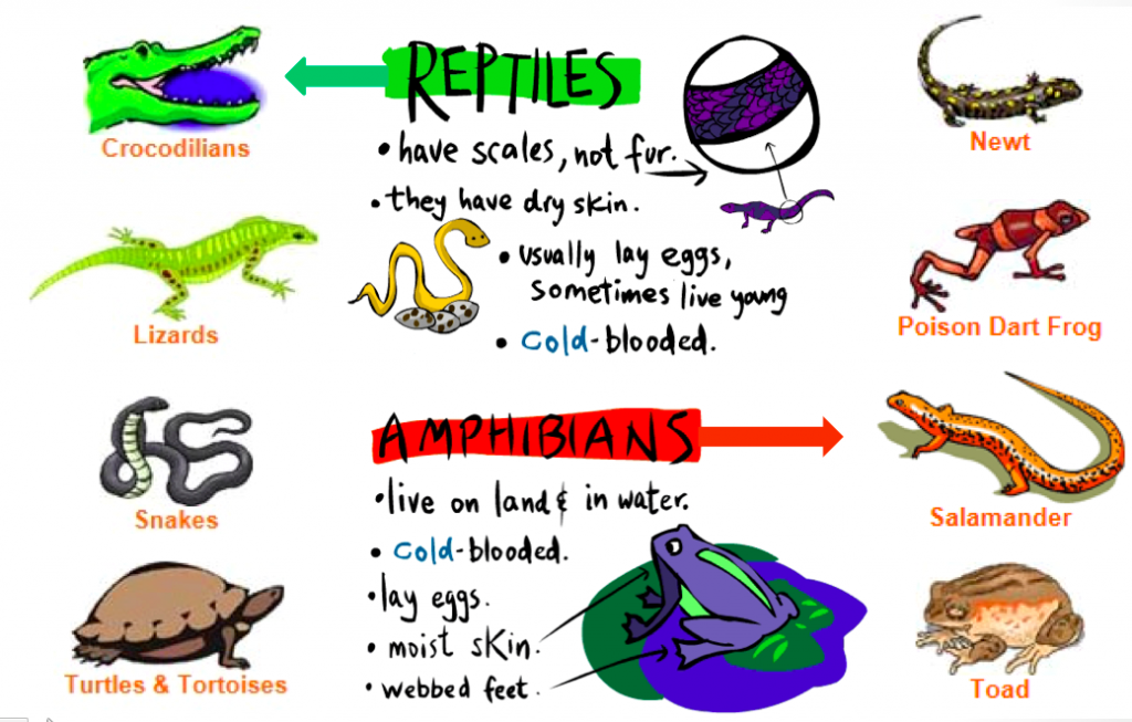 How are reptiles hot sale related to amphibians