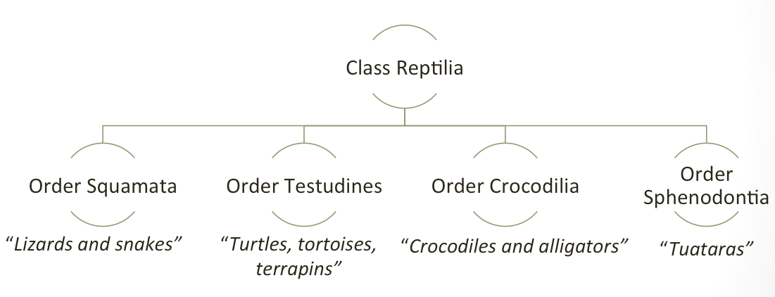 class reptilia