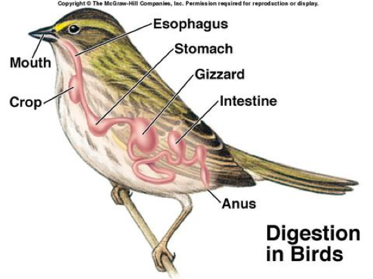 Class Aves – The Biology Classroom