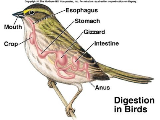 Class Aves The Biology Classroom