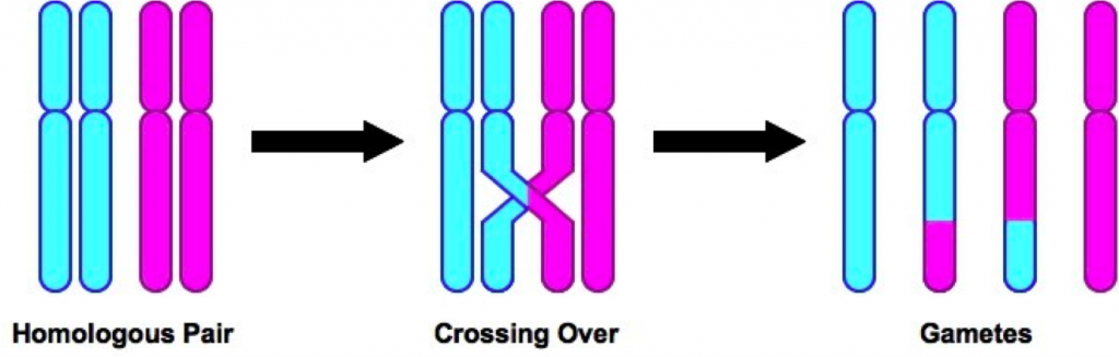 Meiosis Flipped Classroom From IB And Summer School The Biology 