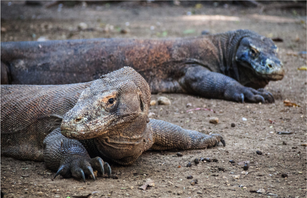 class reptilia