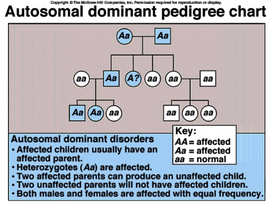 3 4 – Inheritance – The Biology Classroom