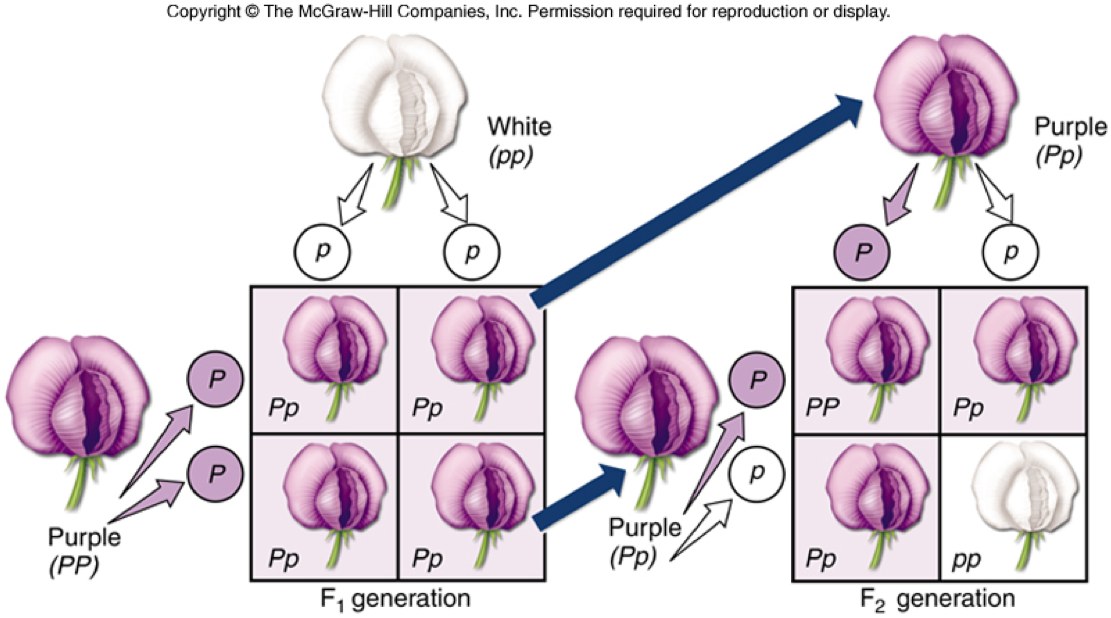 3.4 – Inheritance – The Biology Classroom