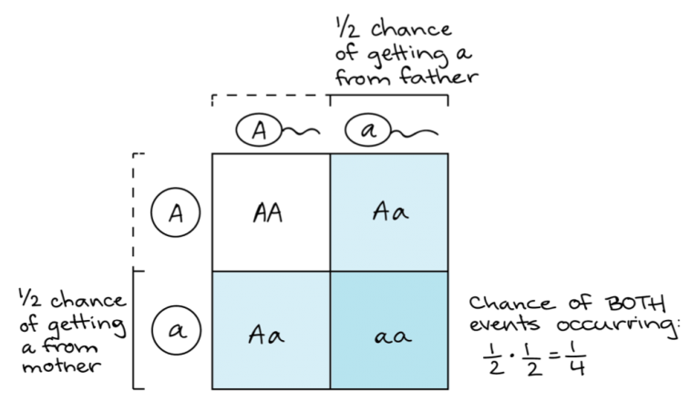 3.4 – Inheritance – The Biology Classroom