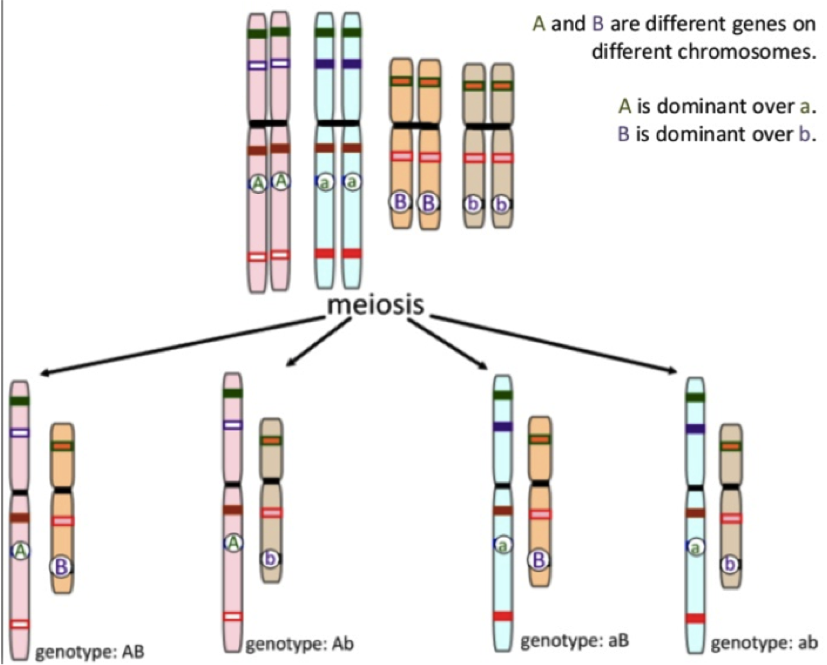 3 4 – Inheritance – The Biology Classroom