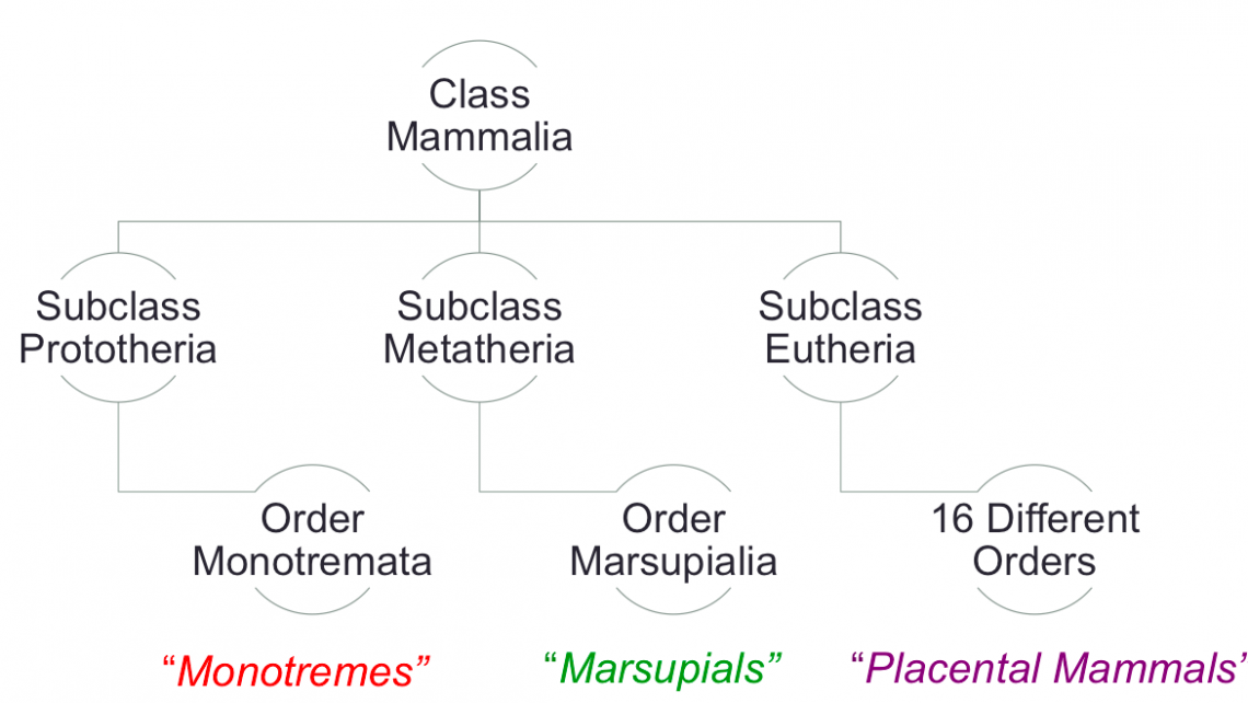 Class Mammalia – The Biology Classroom