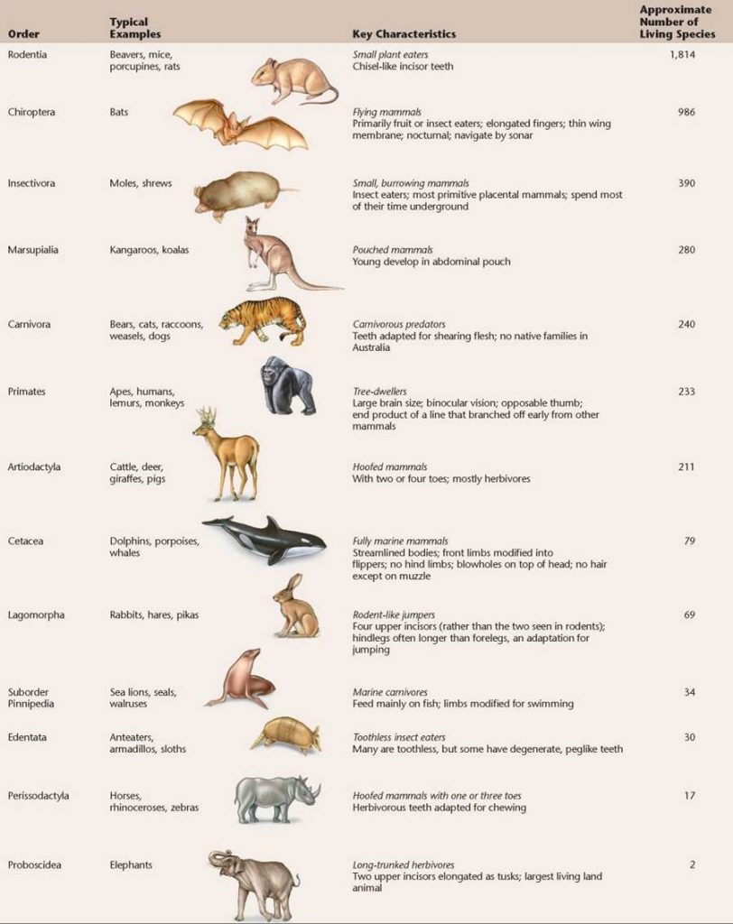 Class Mammalia Diagram