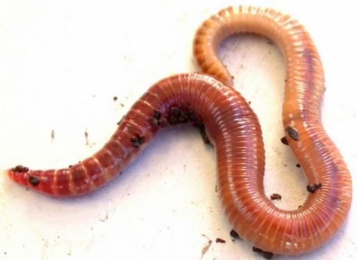 annelida characteristics