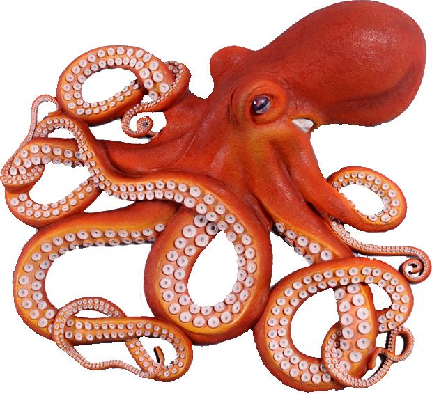 phylum mollusca octopus