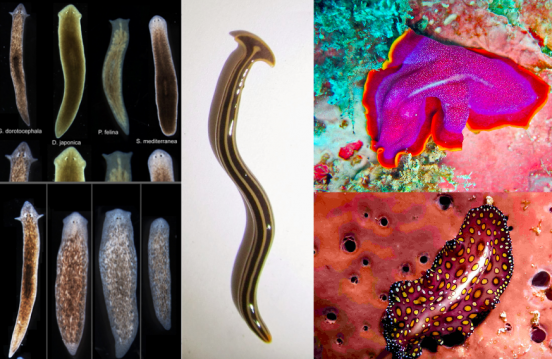 Unit 5-3: Phylum Platyhelminthes – Webquest Notes – The Biology Classroom