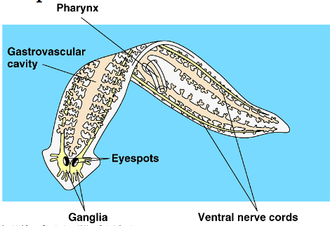 phylum platyhelminthes