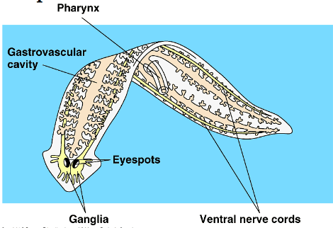 planaria diagram labeled