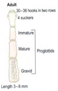 Unit 5-3: Phylum Platyhelminthes – Webquest Notes – The Biology Classroom