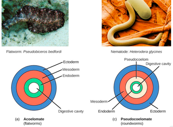 nematode diagram