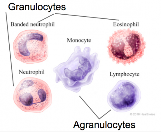 Neutrofilos bajos y eosinofilos altos