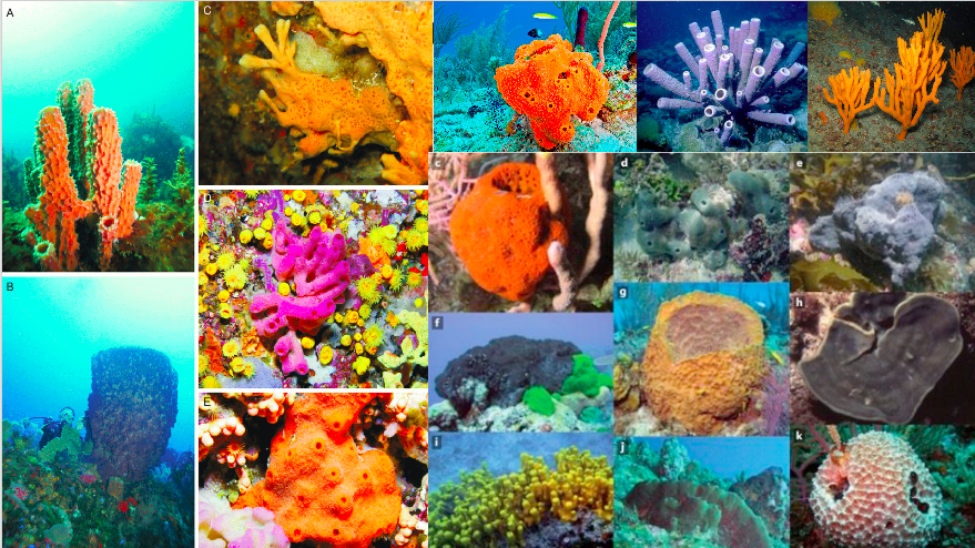 Phylum: Porifera (sponge), its classification and characteristics