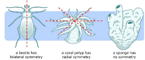 asymmetry sponges