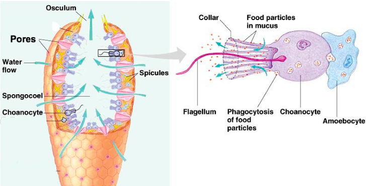 sponges body structure how do porifera move