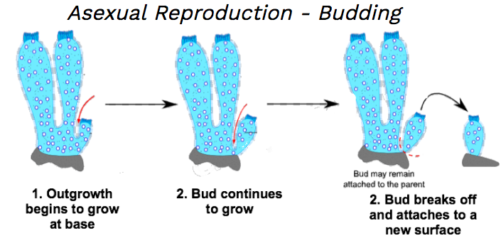 concept that adult sponges cannot move?